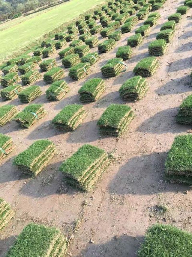 马尼拉草坪基地直销量大优惠