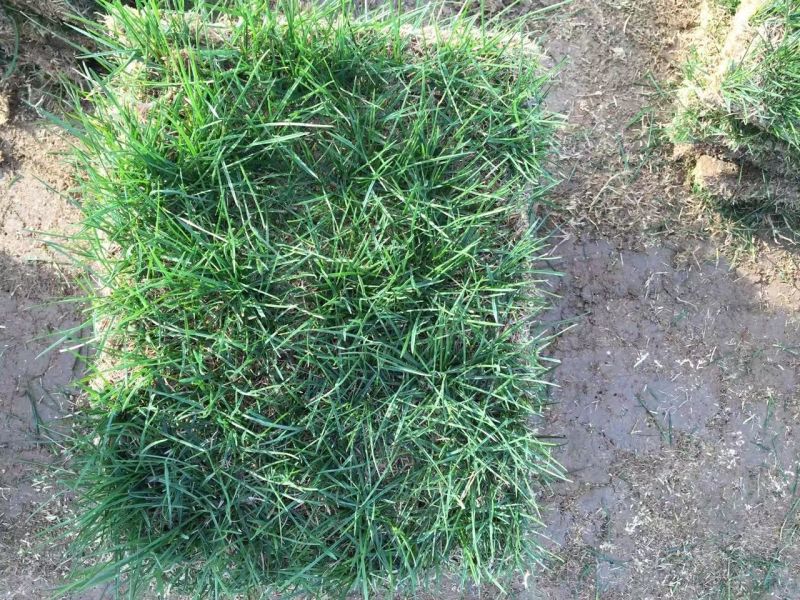 马尼拉草坪基地直销量大优惠