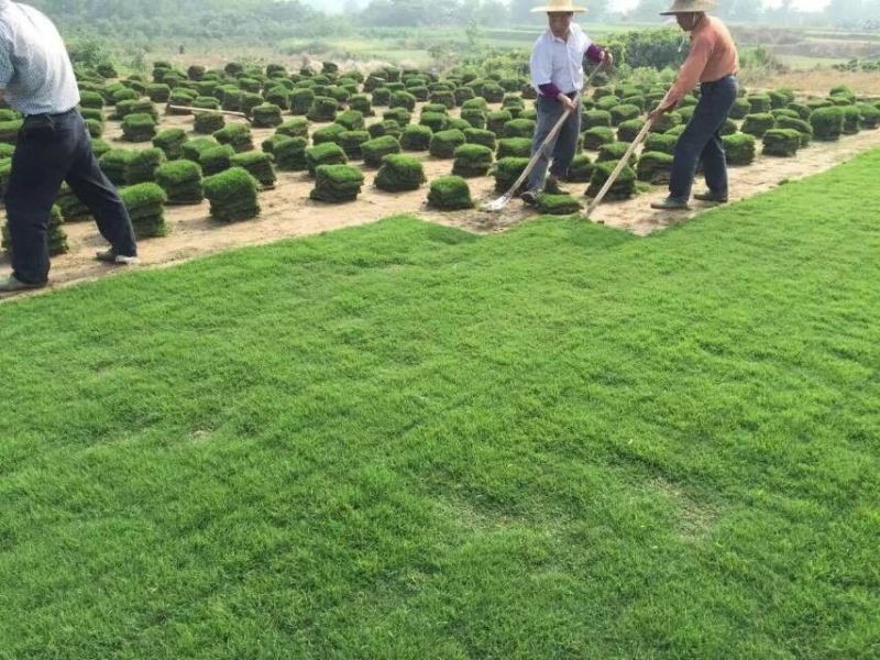 百慕大草护坡绿化草坪厂家直销