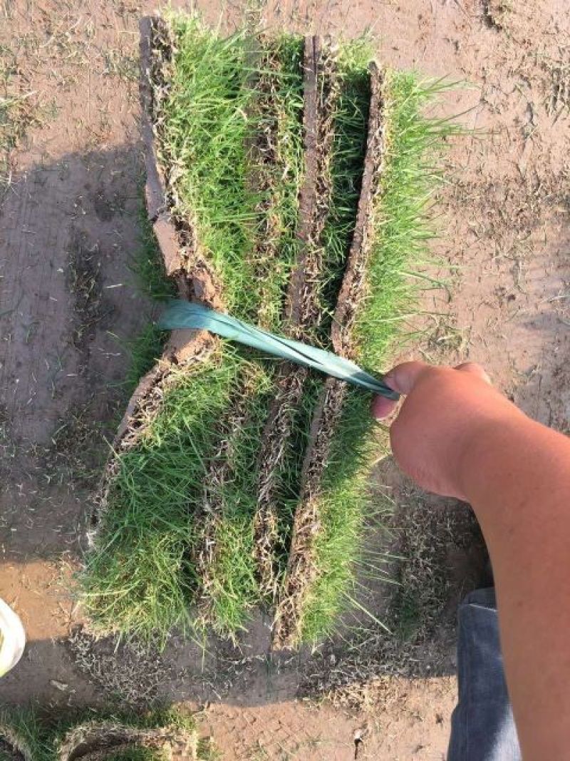 百慕大草护坡绿化草坪厂家直销