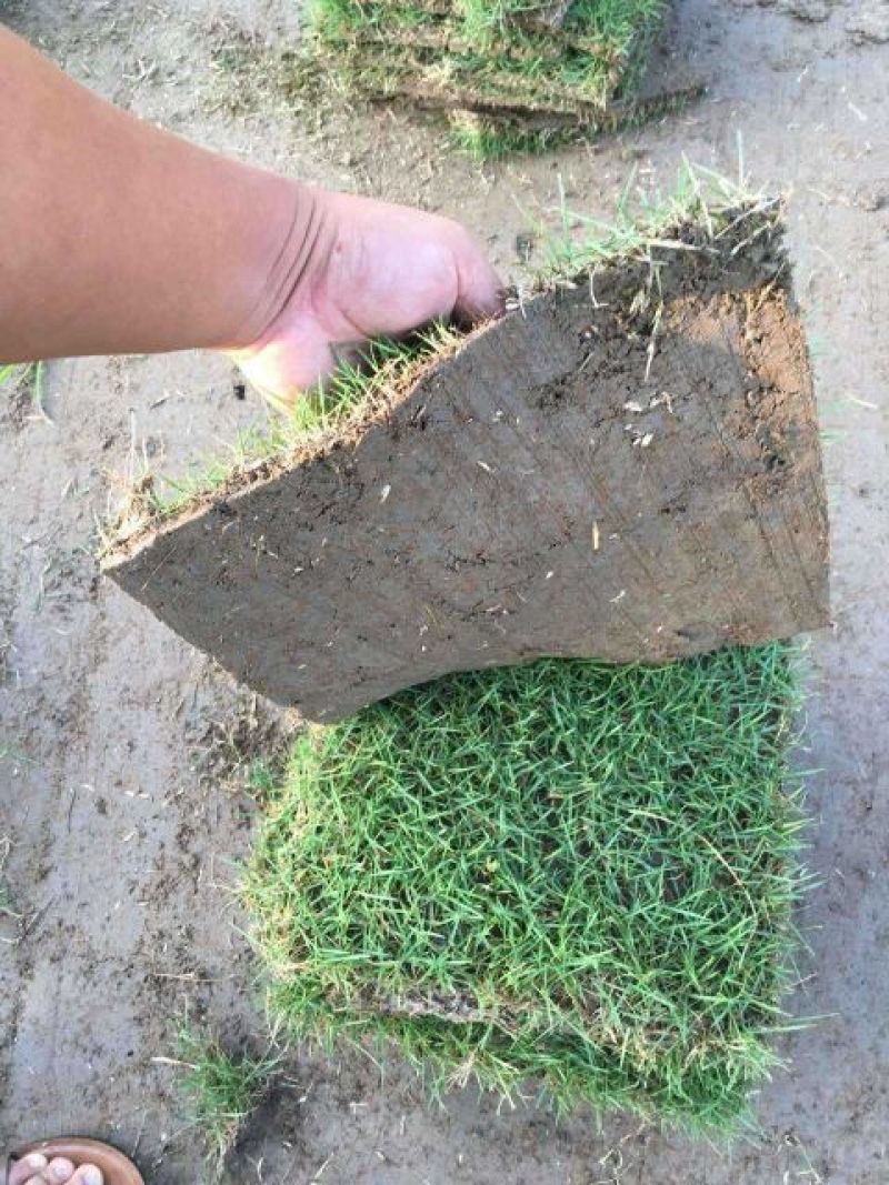 百慕大草护坡绿化草坪厂家直销