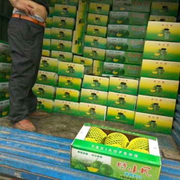 特小凤西瓜3斤打底9成熟1茬