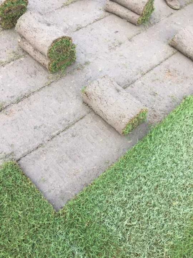 四季青草坪量大从优厂家直销