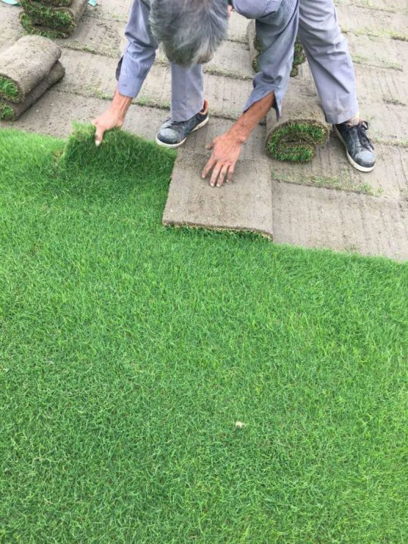 四季青草坪量大从优厂家直销