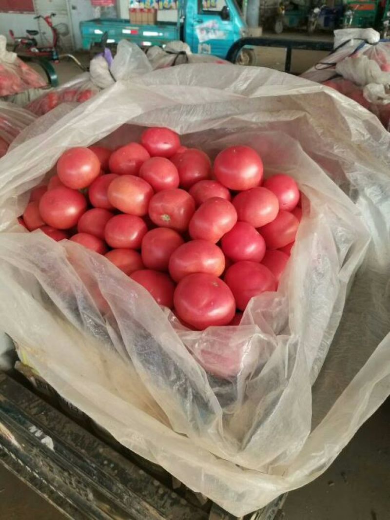 精品硬粉西红柿，果型大，饱满多汁，耐运输，质量有保证