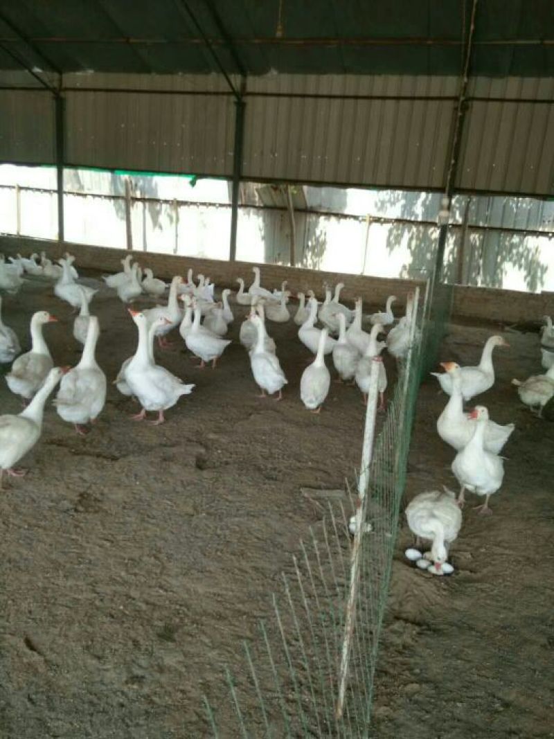 鹅肉鹅8~10斤