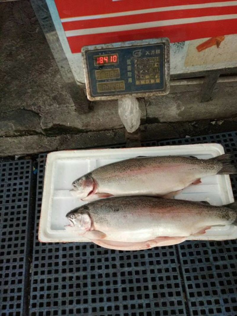 三文鱼国产冰鲜三文鱼