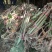 草果苗50~80cm