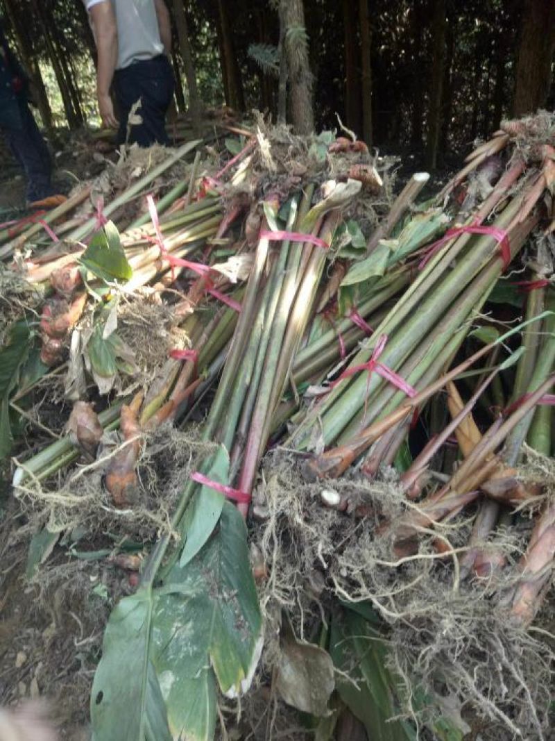 草果苗50~80cm