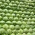 山东郯城圆包菜2斤左右，宣菜大量上市质量很好欢迎采购