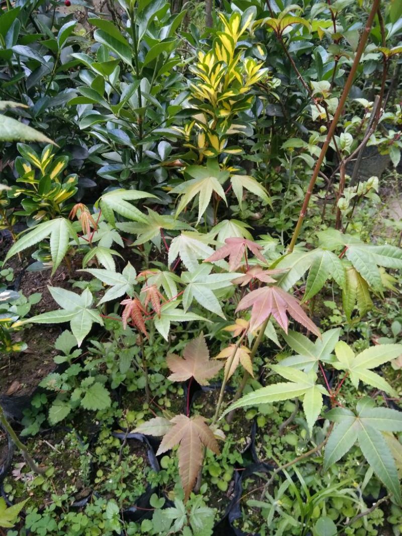 五角枫30~50cm