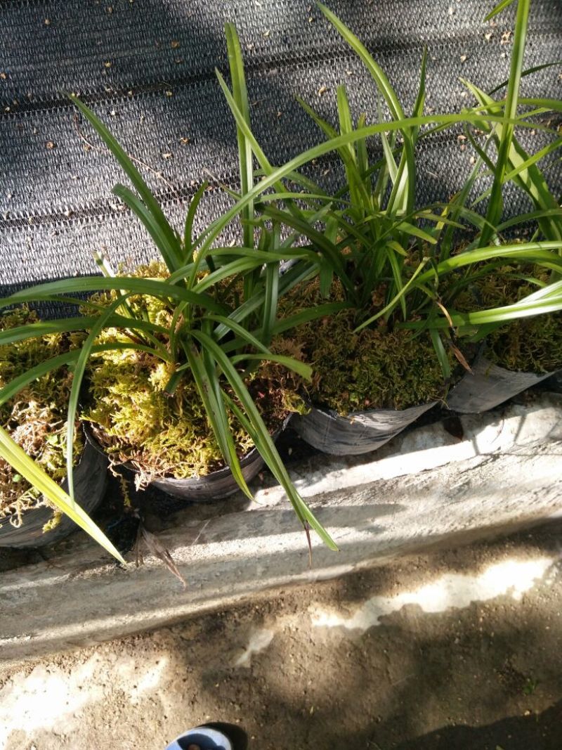 兰花带盆栽好云南优质兰草家庭客厅我是花卉盆景