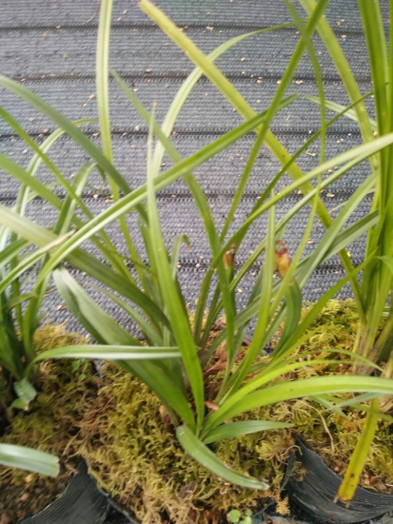 兰花带盆栽好云南优质兰草家庭客厅我是花卉盆景