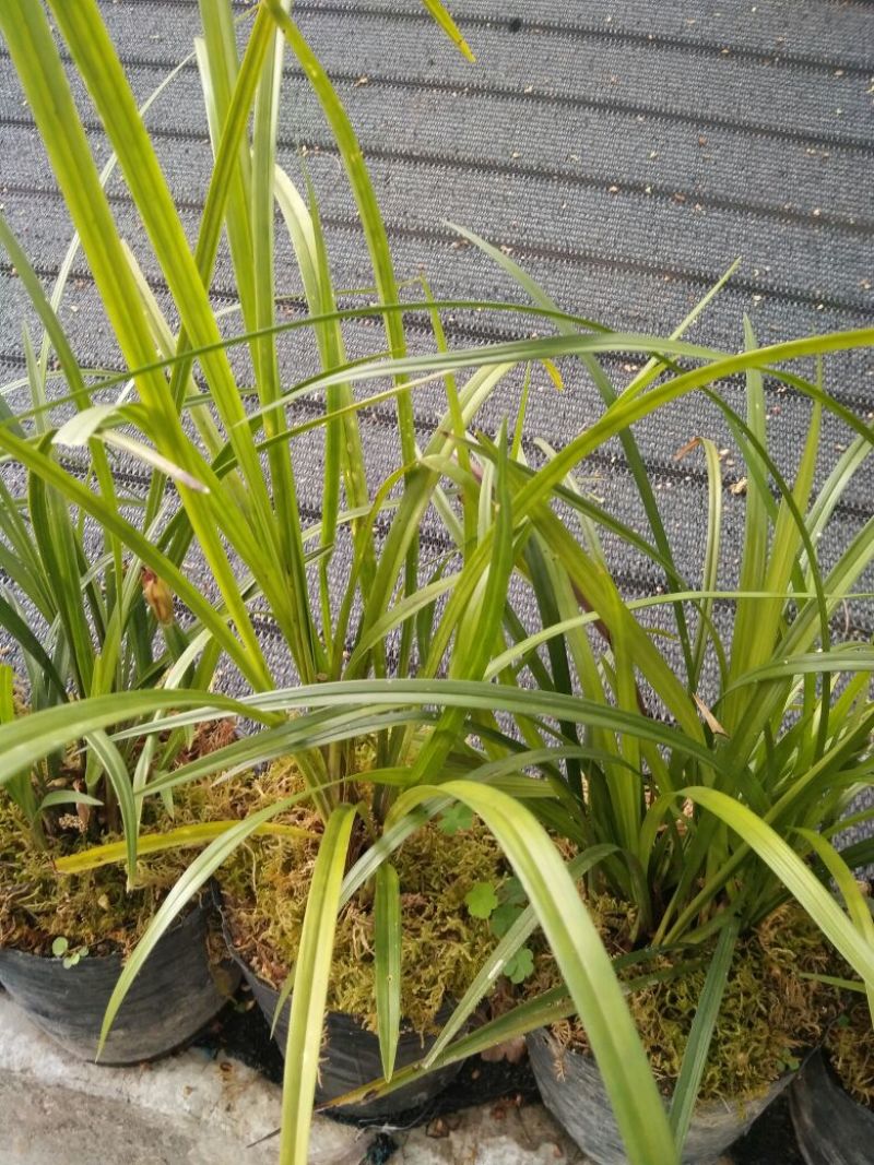 兰花带盆栽好云南优质兰草家庭客厅我是花卉盆景
