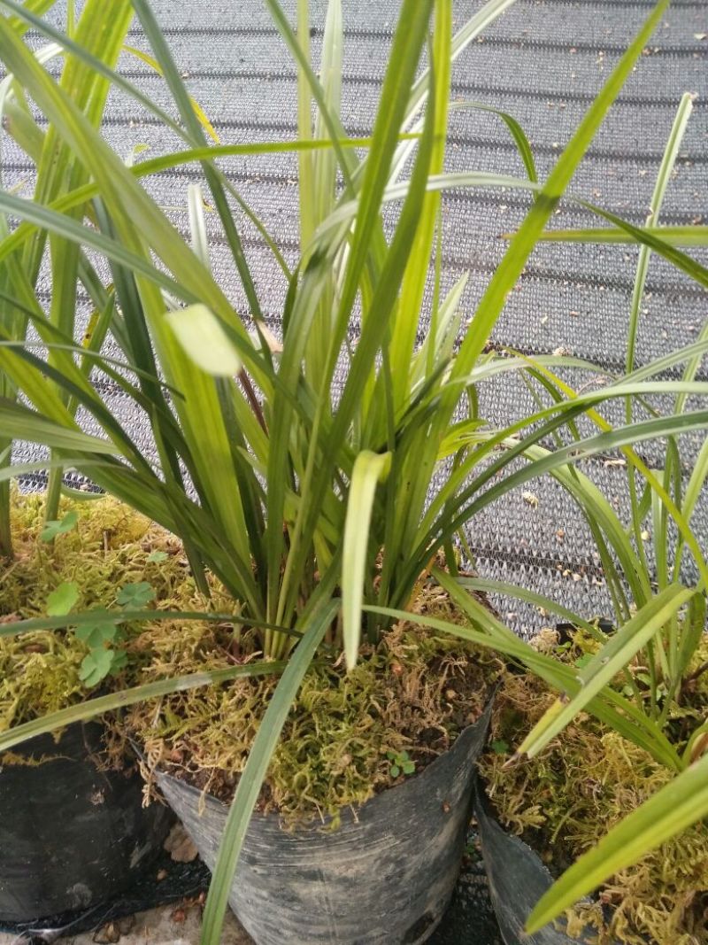 兰花带盆栽好云南优质兰草家庭客厅我是花卉盆景