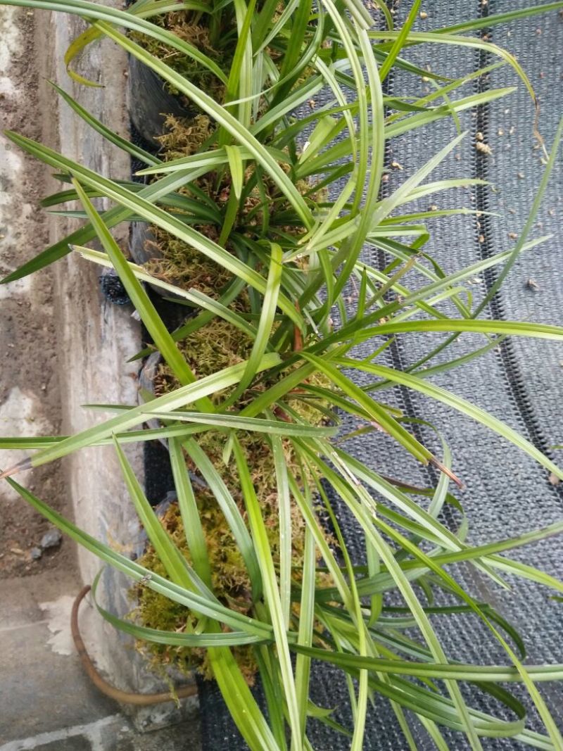 兰花带盆栽好云南优质兰草家庭客厅我是花卉盆景