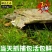 鳖1.5~2斤