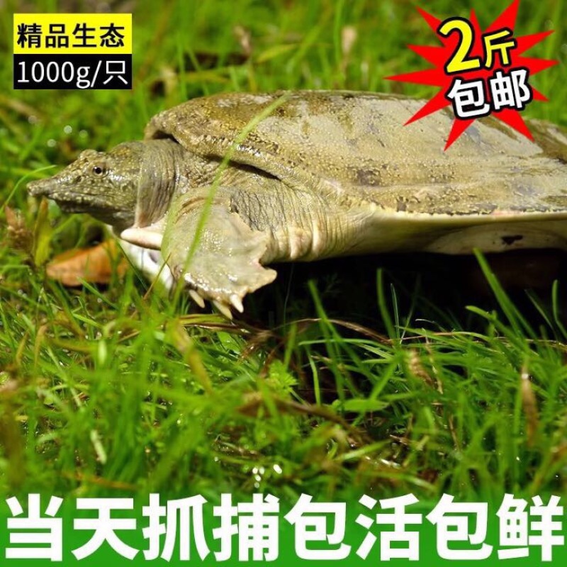 鳖1.5~2斤