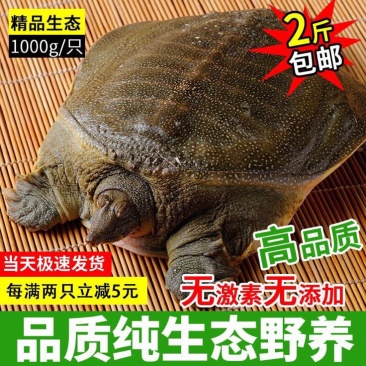 鳖1.5~2斤