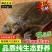 鳖1.5~2斤