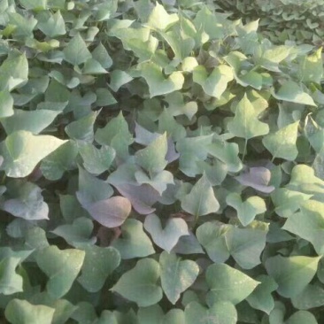 龙薯九号红薯苗15~25cm