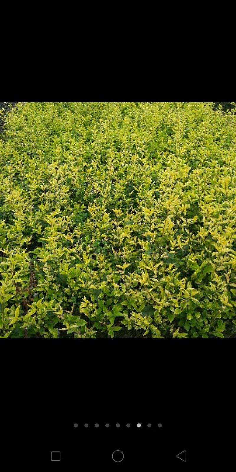 女贞4cm以下