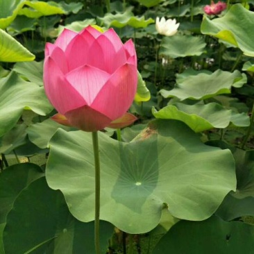 精品荷花苗60cm以上，耐寒，成活率高，品种齐全，全国发货