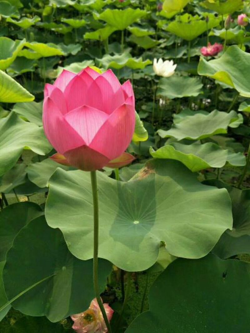 精品荷花苗60cm以上，耐寒，成活率高，品种齐全，全国发货