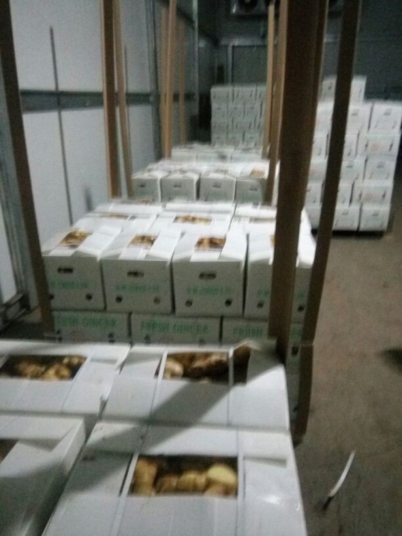 山东生姜产地直供！常年能大量供应！欢迎咨询