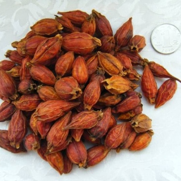 黄栀子2~4cm4~6cm1.5~2米