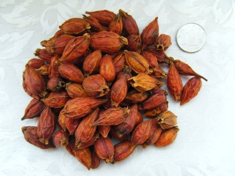 黄栀子2~4cm4~6cm1.5~2米