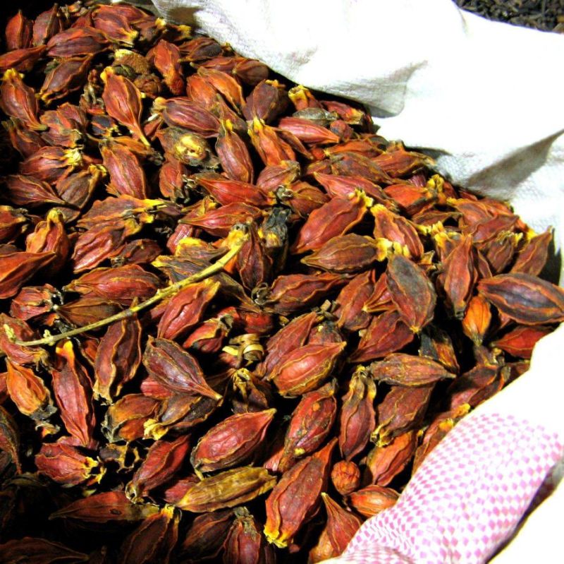 黄栀子2~4cm4~6cm1.5~2米