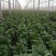 商薯19红薯苗20到30公分