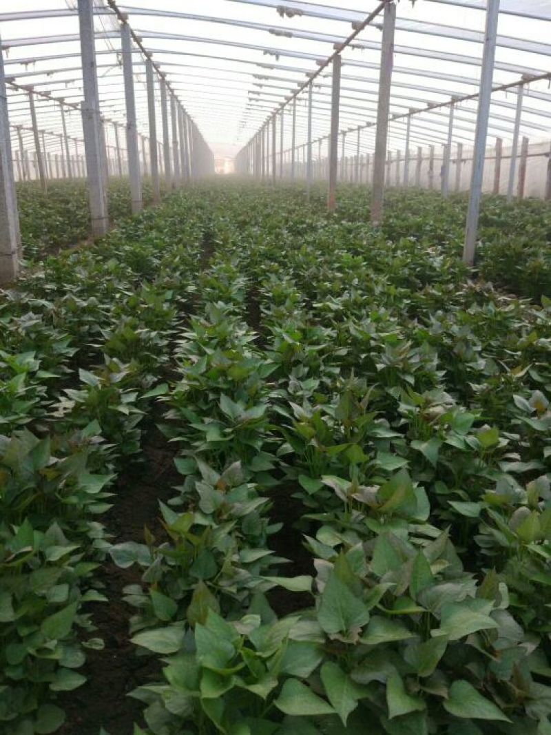 商薯19红薯苗20到30公分