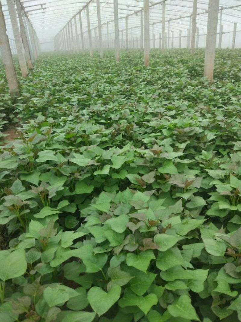 商薯19红薯苗20到30公分