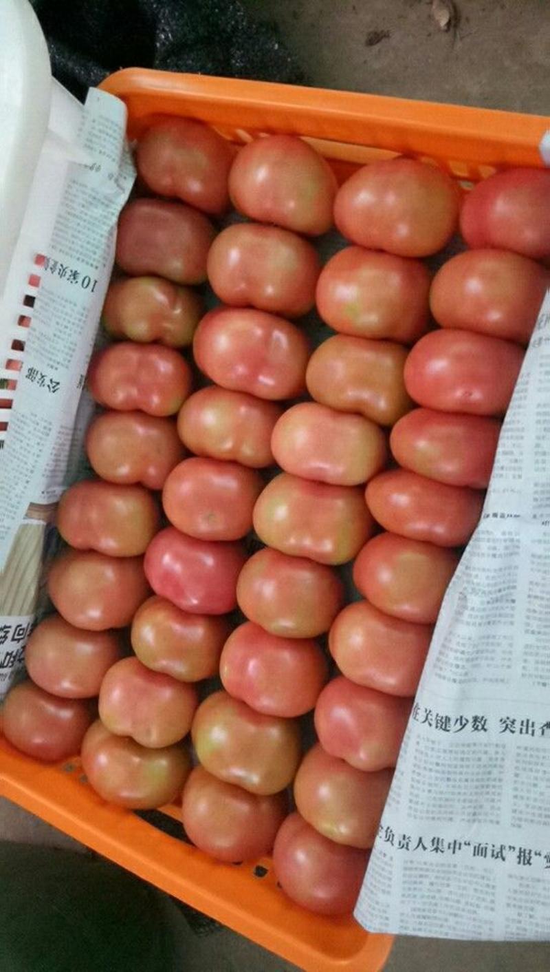 硬粉西红柿硬粉弧三以上精品西红柿