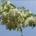 槐花