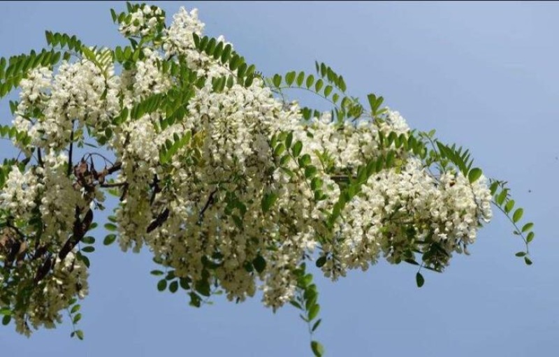槐花