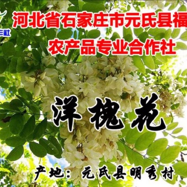 槐花