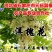 槐花