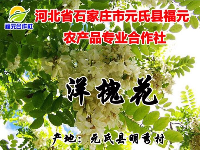 槐花