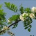 槐花