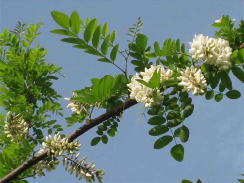 槐花