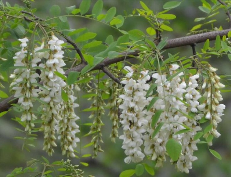 槐花