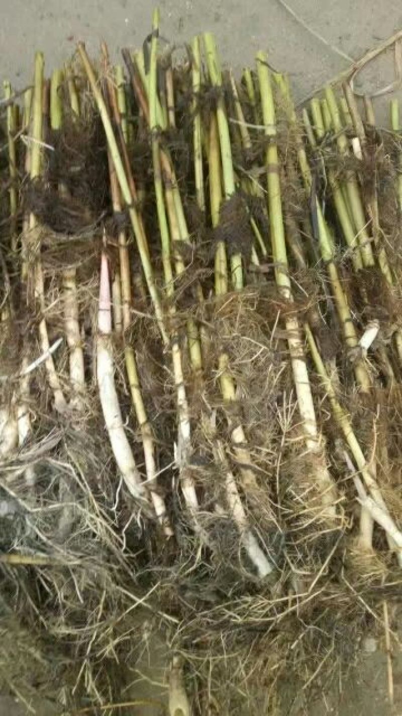 芦苇苗40~50cm质量保证，成活率高，产地直发