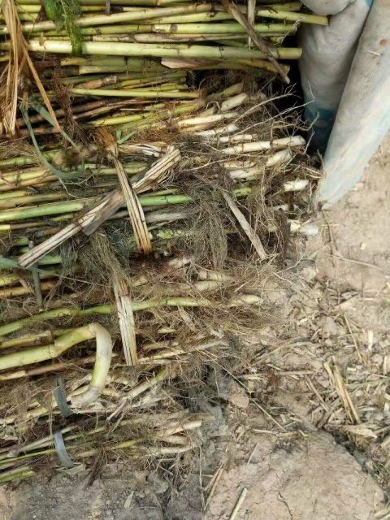 芦苇苗40~50cm质量保证，成活率高，产地直发