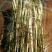 芦苇苗40~50cm质量保证，成活率高，产地直发
