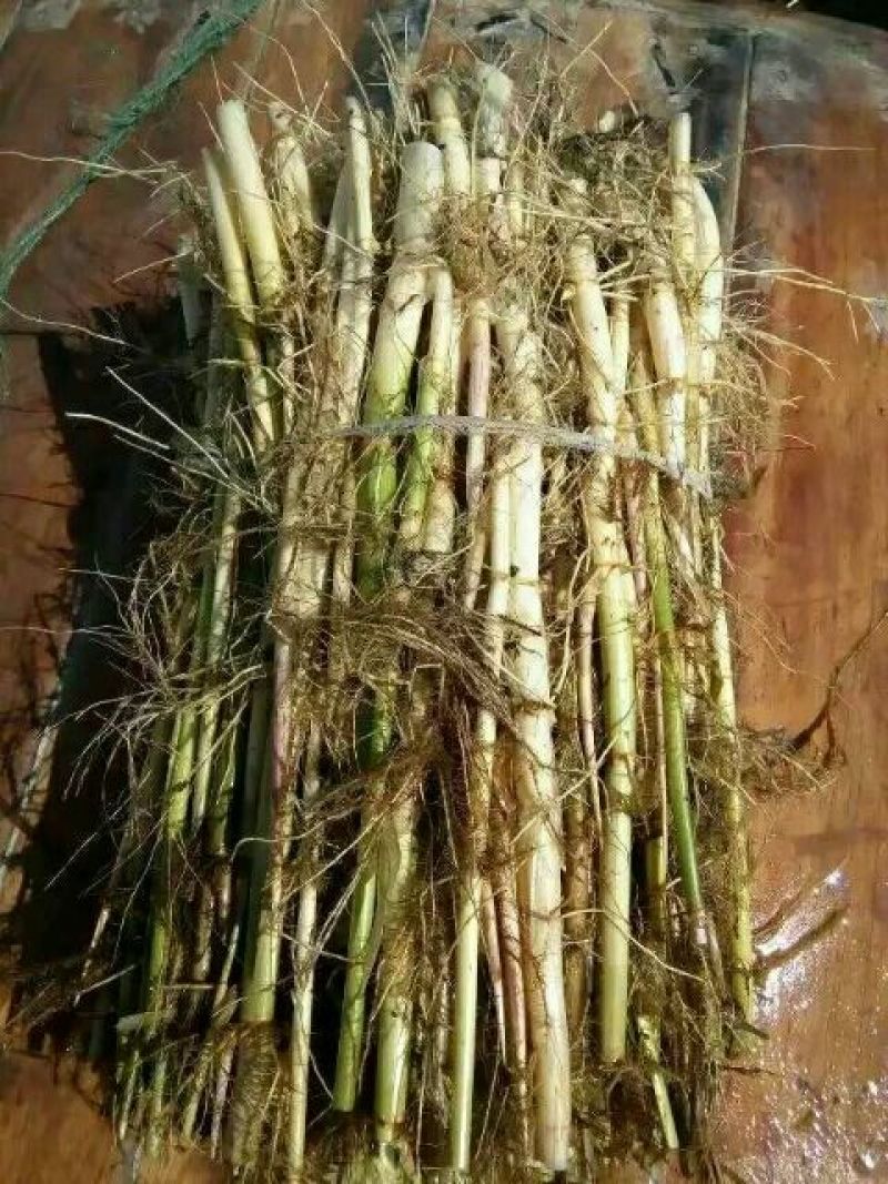 芦苇苗40~50cm质量保证，成活率高，产地直发