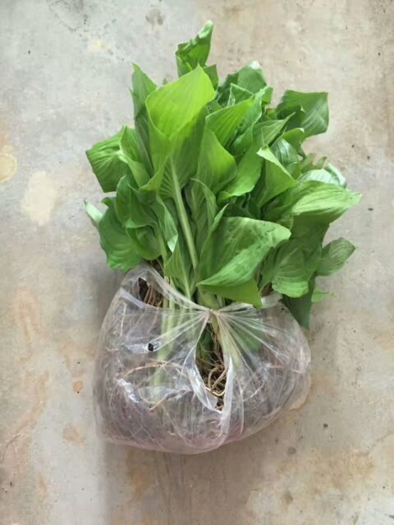 紫玉簪苗20~30cm