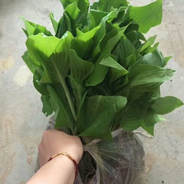 紫玉簪苗20~30cm